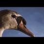 Jon Hopkins & King Creosote - Third Swan